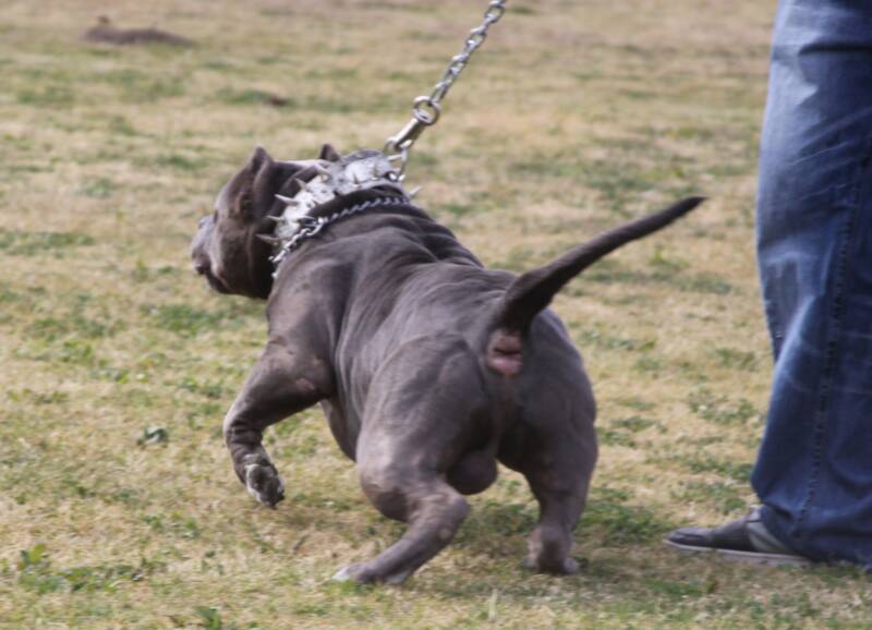 XXL Blue Pitbulls Biggest Pitbull Puppies Kennel