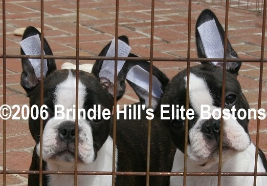 Boston Terrier's Ears Won't Stand?