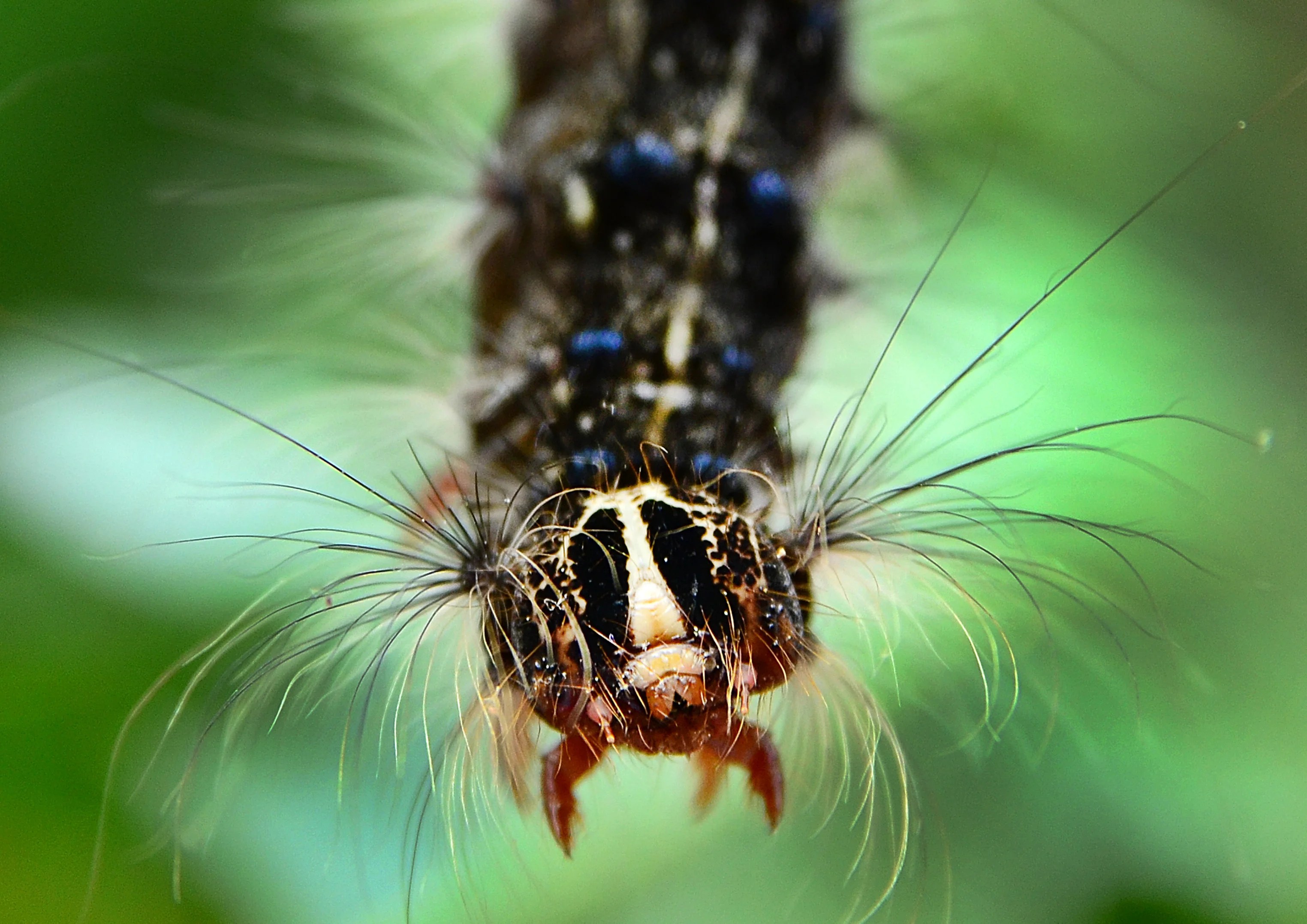 Everything you need to know about gypsy moths