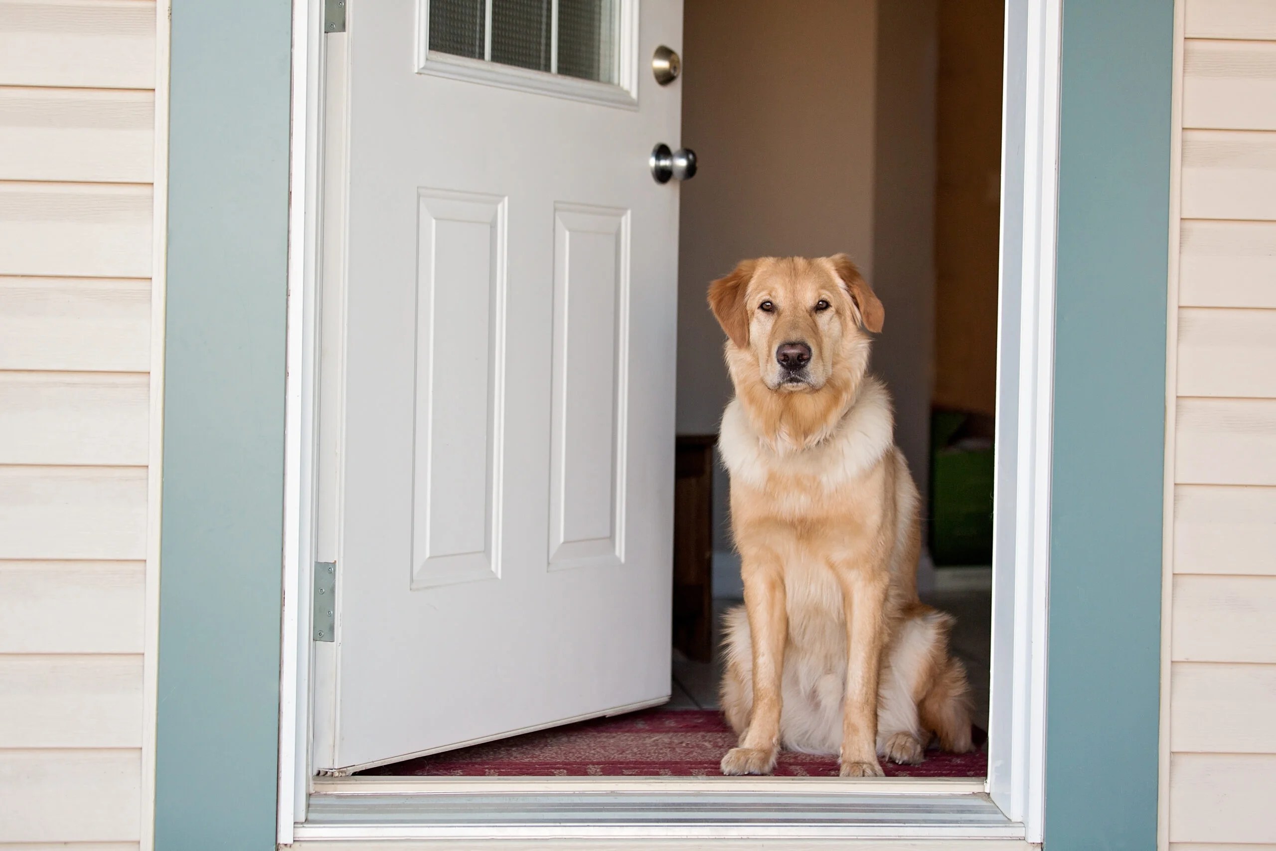 Here are Boston's most popular dog names and breeds for