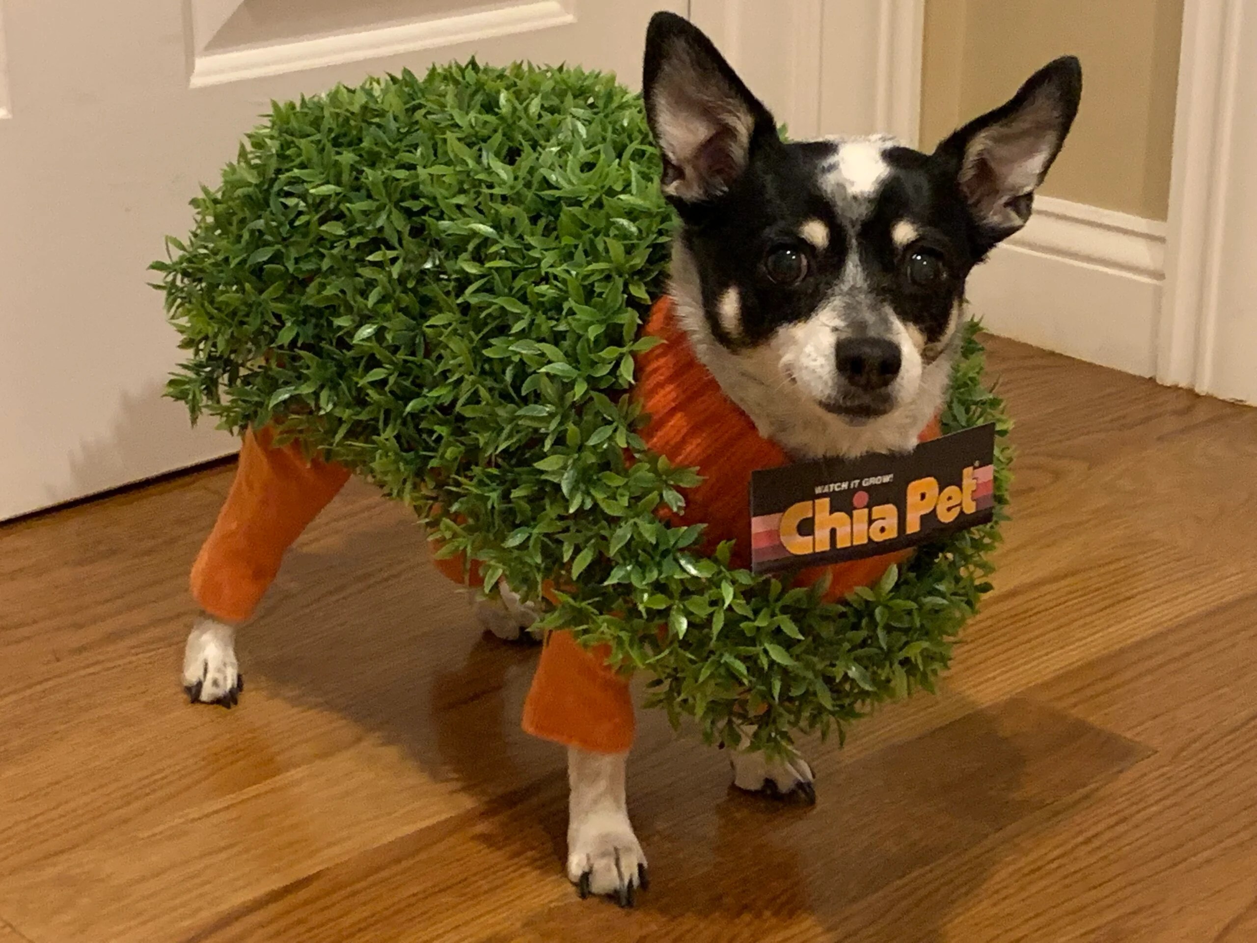 We Asked For Your Best Halloween Pet Photos. Here Are Our Favorites