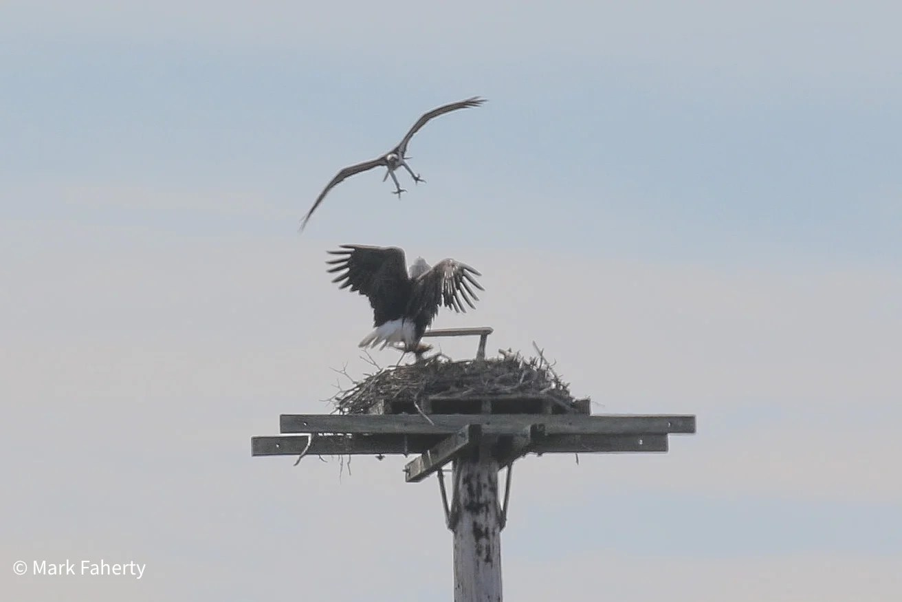 Eagles and osprey battle over nest on Cape Cod