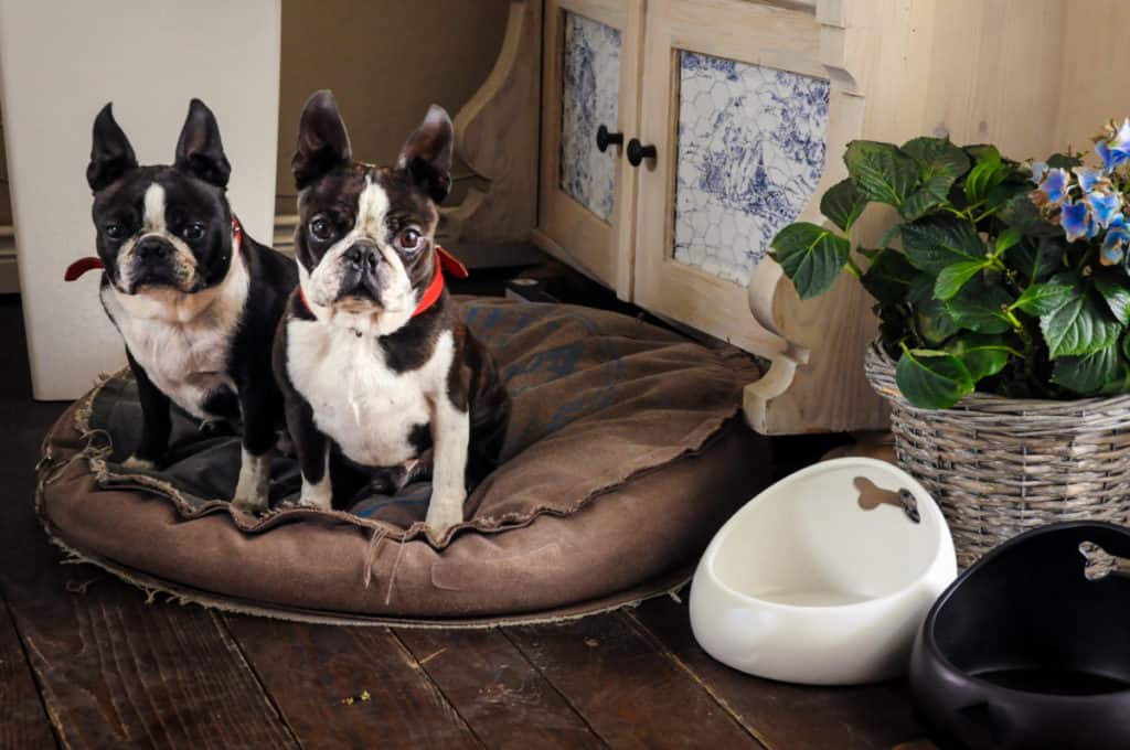 How Old Is Your Boston Terrier In Human Years? Vitality Tips Boston
