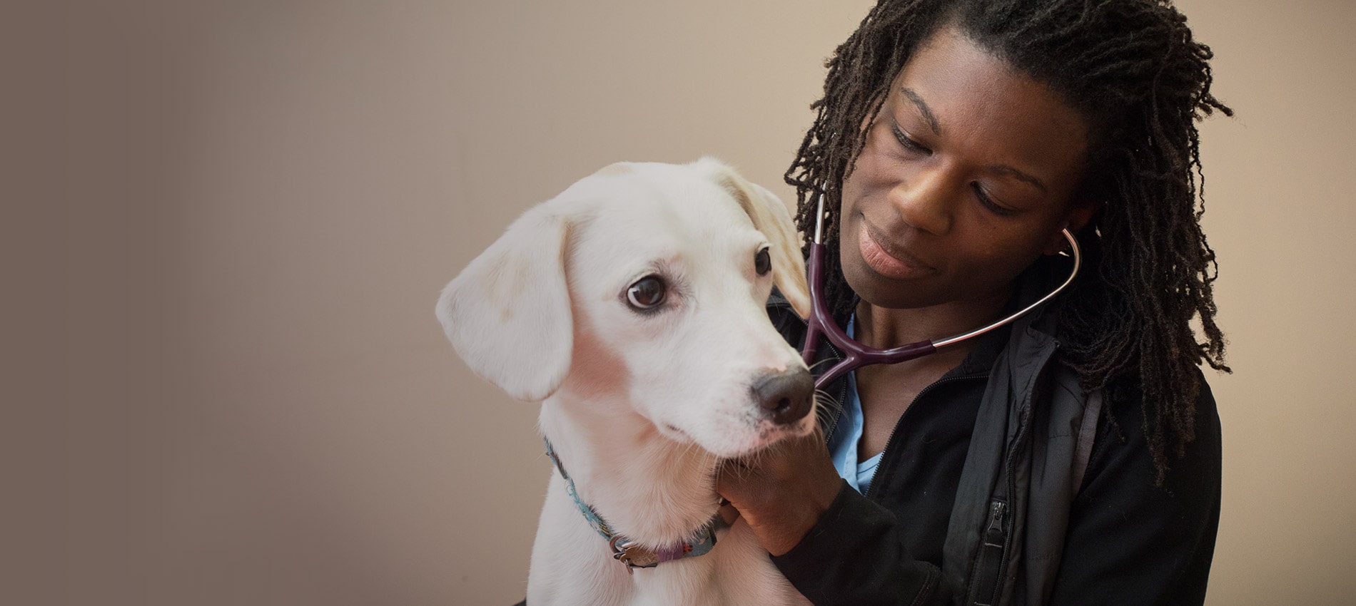 Vet in Boston, MA Animal Hospital in Boston, MA Boston Veterinary