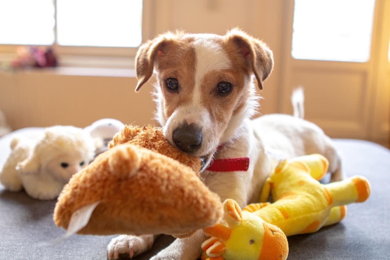 Chien qui s'ennuie Les 8 meilleurs jouets Botaneo