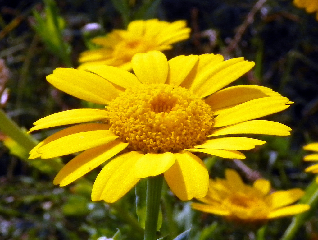 Corn marigold Ventnor Botanic Garden