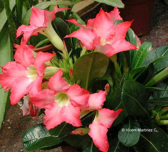 Adenium obesum care Botanical online