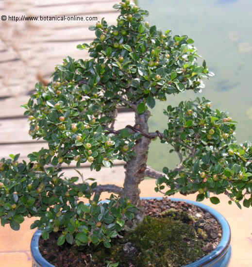 Plantas medicinales para la epilepsia