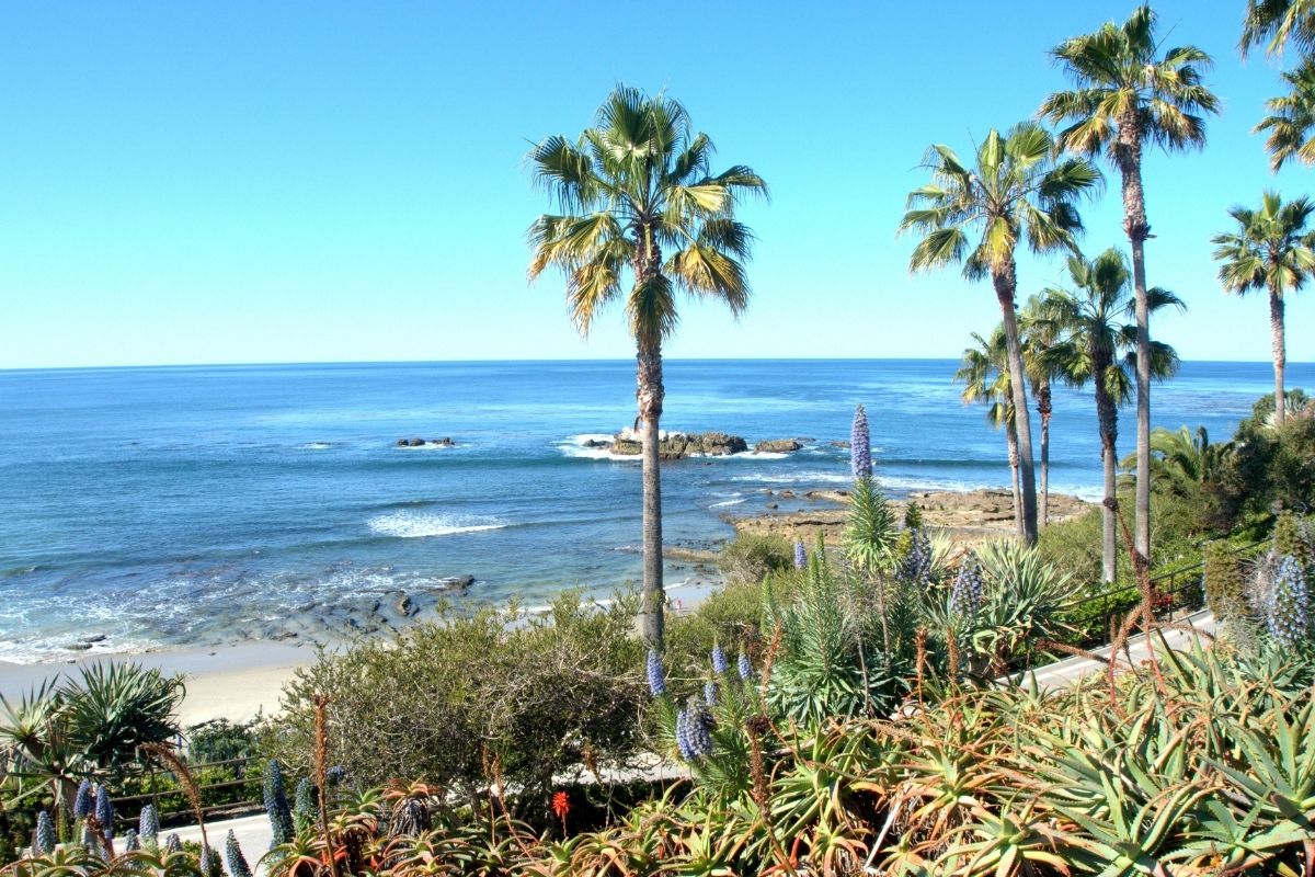 How Fast Do Queen Palms Grow? Botanic Box