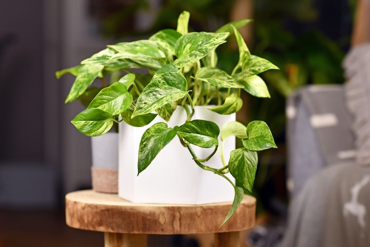 How Fast Does Pothos Grow? Botanic Box