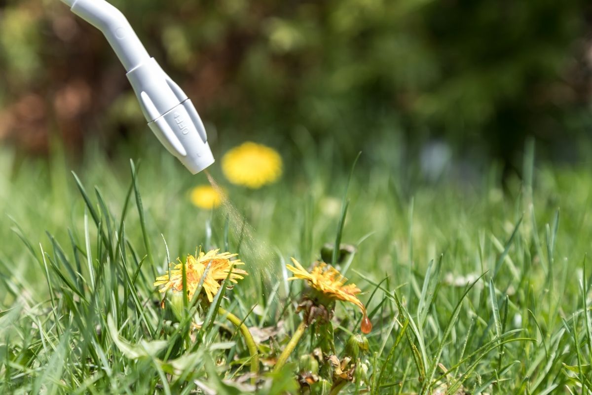 How Fast Does Roundup Work? Botanic Box