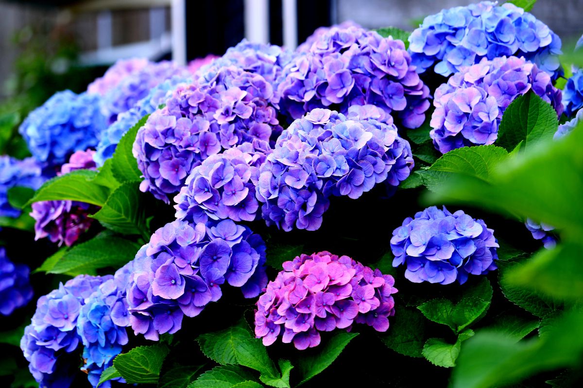 How To Water Hydrangeas Botanic Box