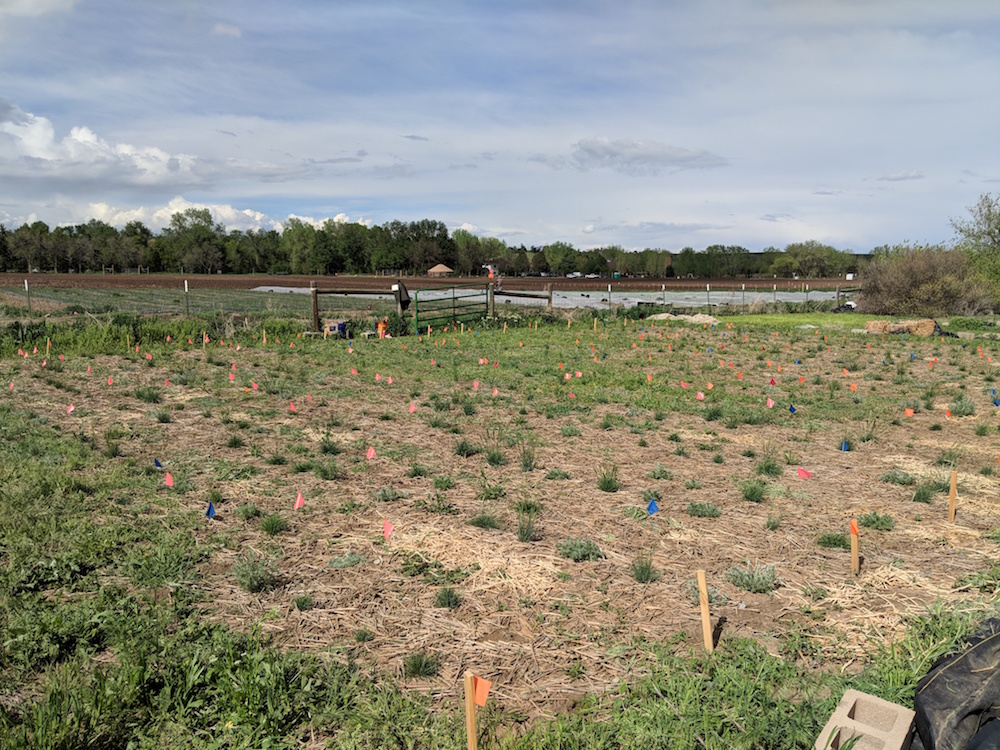 Shortgrass Prairie Restoration Experiment Denver Botanic Gardens