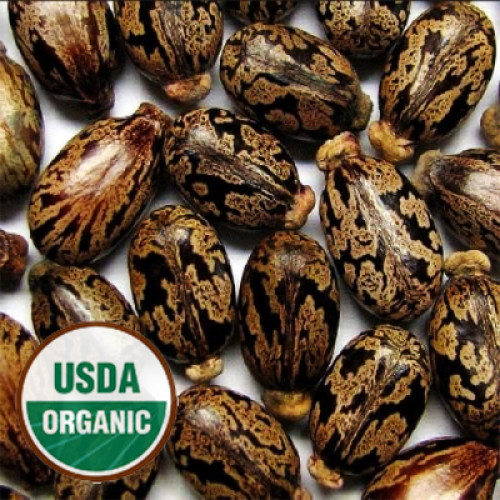 Best Quality Castor Seed Oil ORGANIC in CA and USA