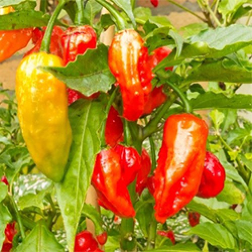 Purchase Capsicum Essential Oil (India) in Canada