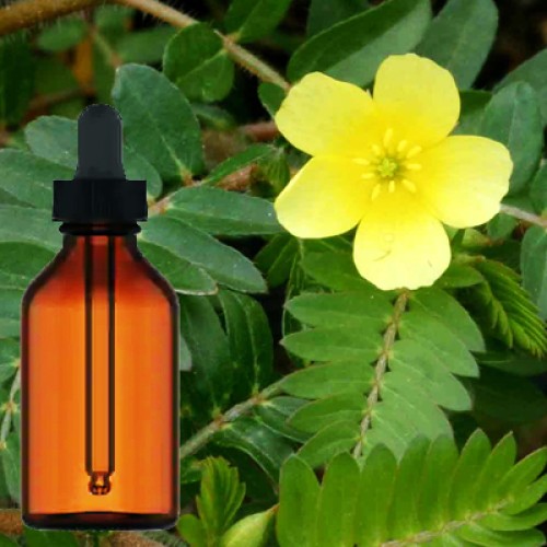 Buy the high quality Tribulus Terrestris Liquid Extract in Brampton, Mississauga, Toronto