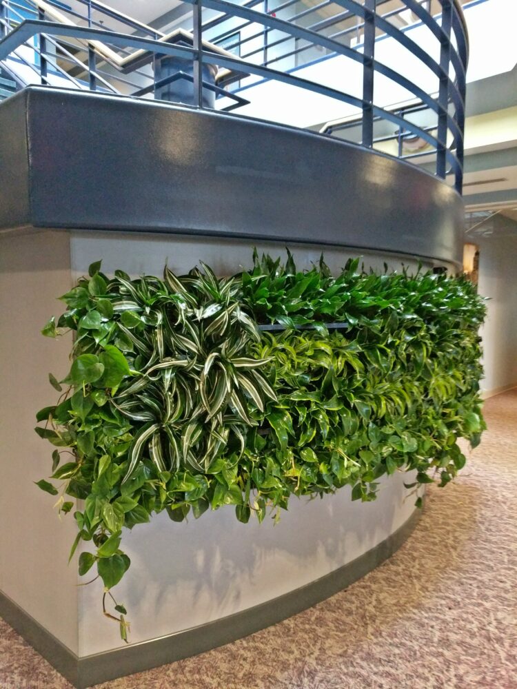 Living Green Walls, Vertical Office Green Walls, Buffalo and Rochester