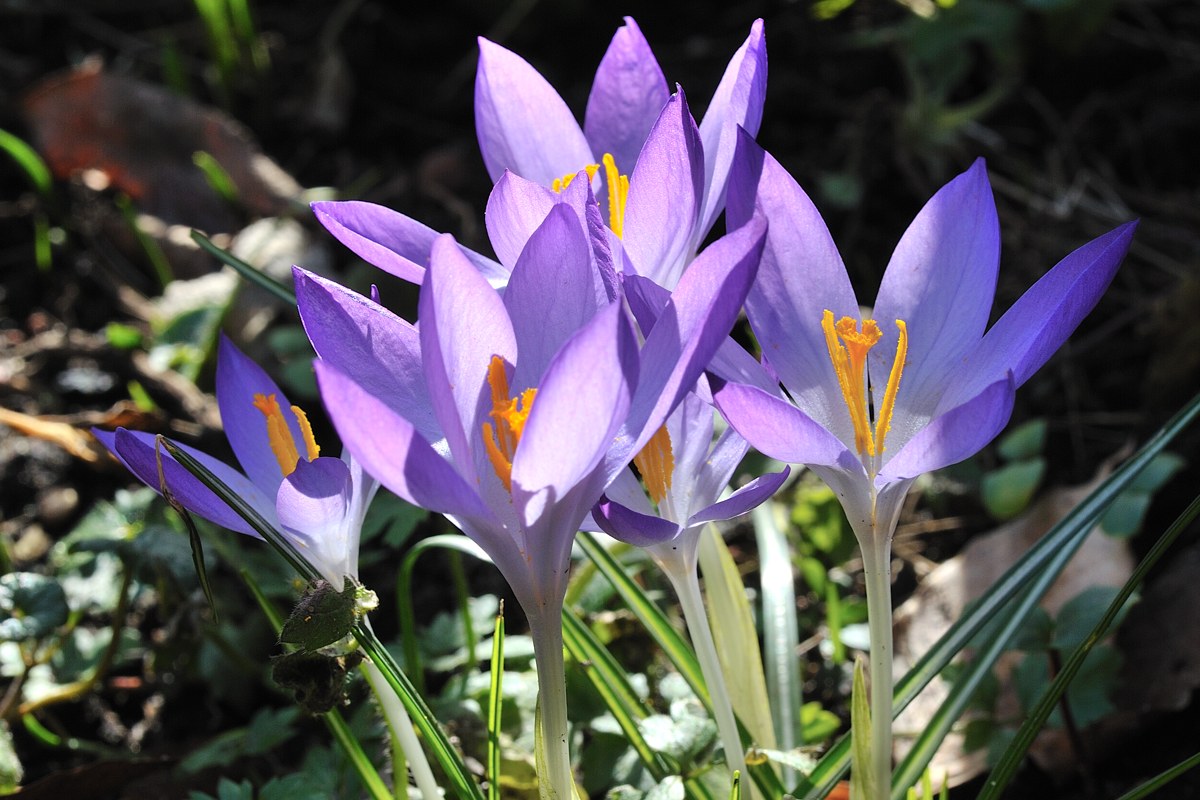 Botanikus Crocus