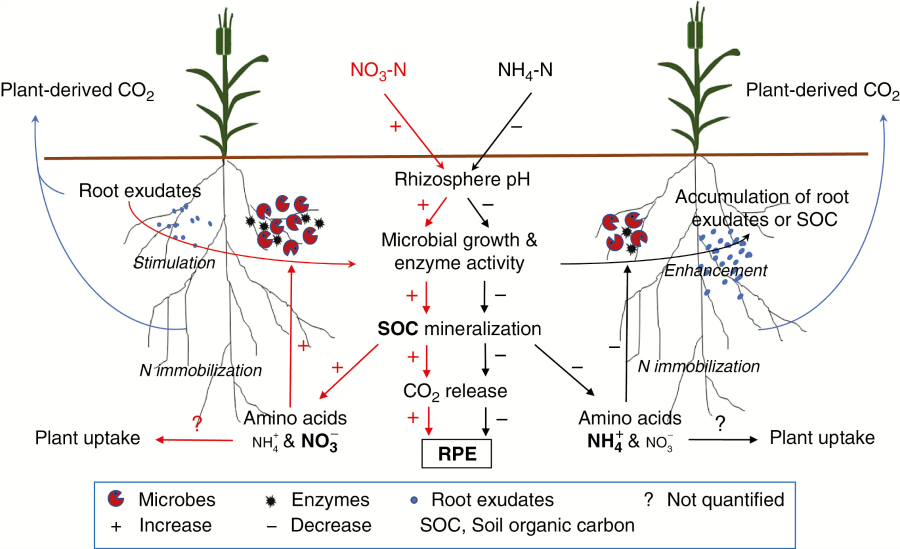 The role of local pH in regulating rhizosphere priming effect « Botany One