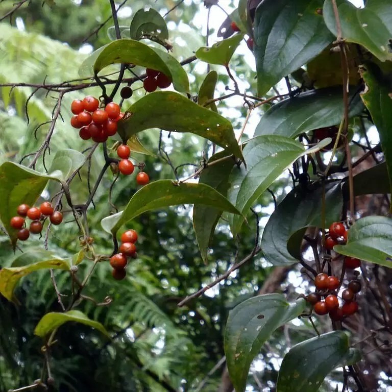 KOKOLMEX / COCOLMECA Boticate