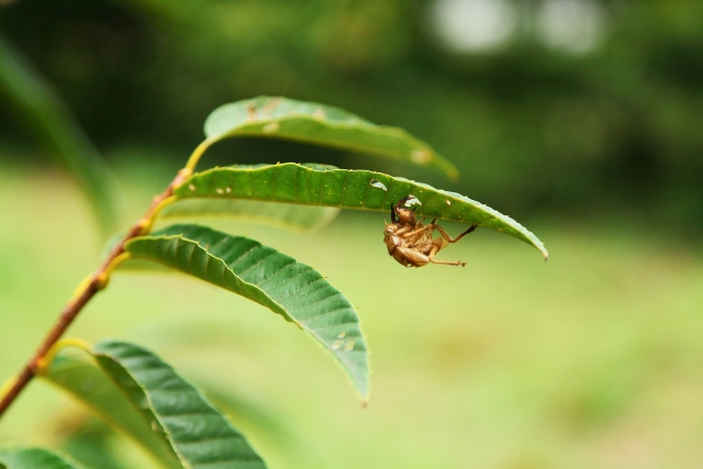 【超初心者向け】夏キャンプで虫対策！完全勝利するための4つの神アイテム｜ぼちすた