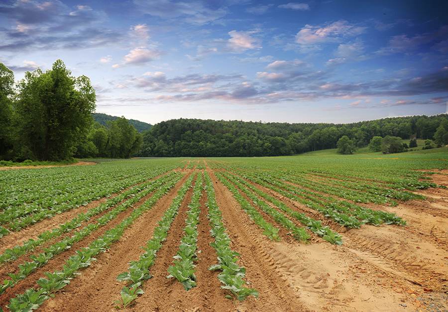 Bottomley Evergreens
