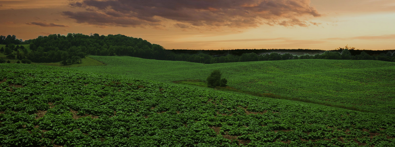 Bottomley Evergreens