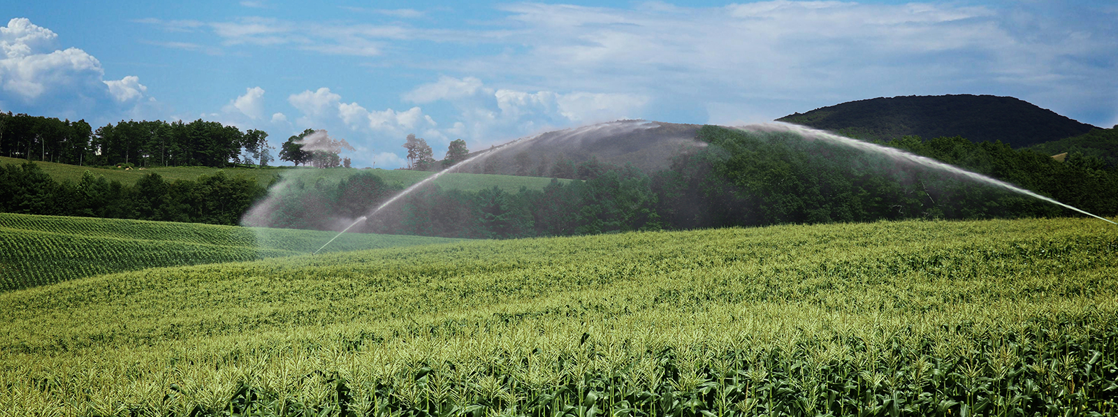 Bottomley Evergreens