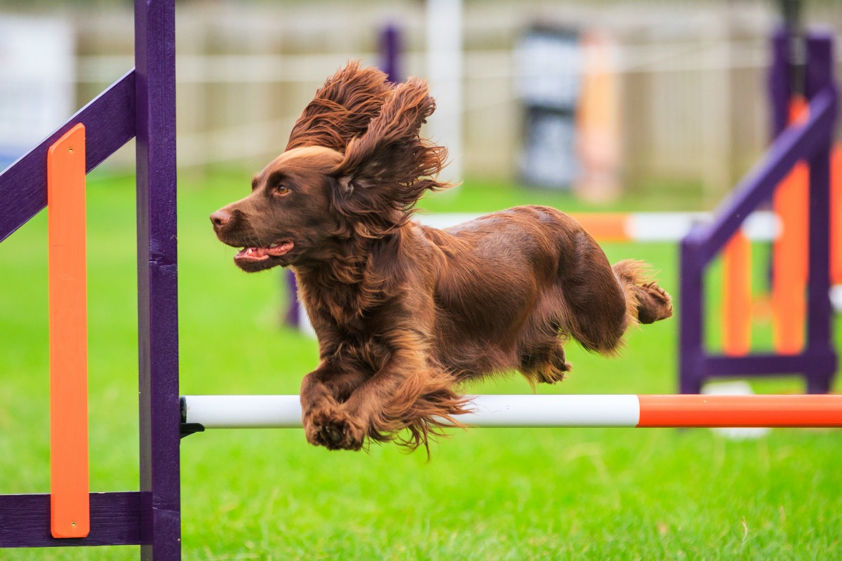 Dog Agility Trials At Veterans Memorial Park Next Weekend