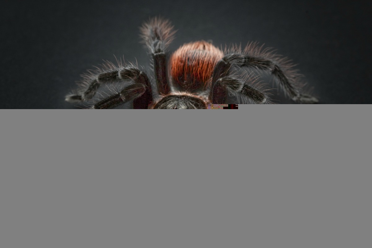 March of the Tarantulas Boulder City Home of Hoover Dam & Lake Mead