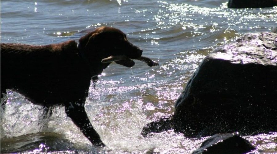 Pet Sitter and Dog Owner My Dog Runs my Business