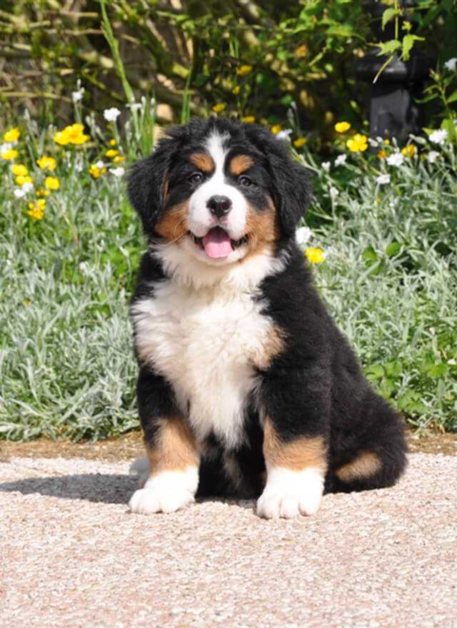 bouvier bernois à donner