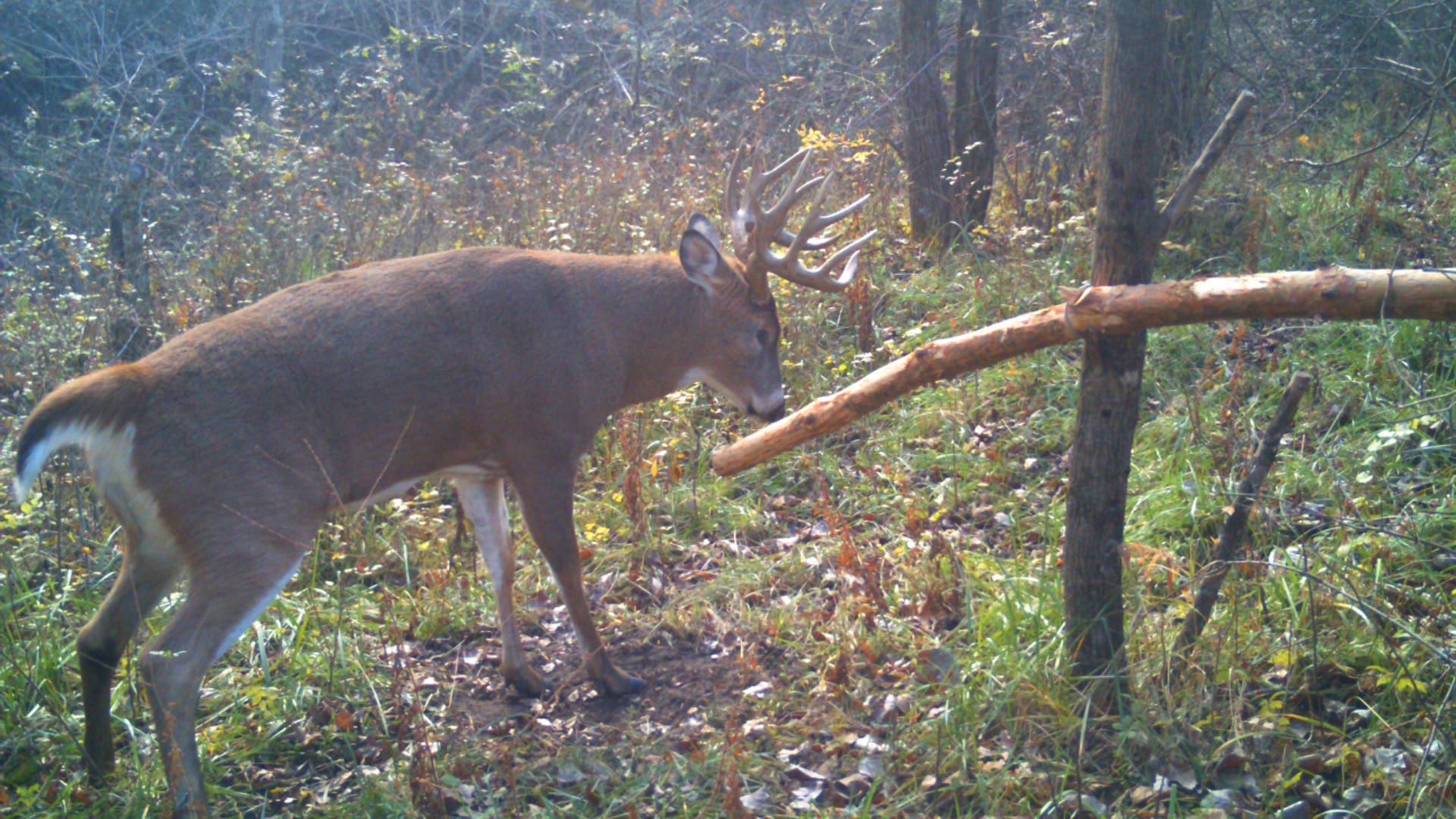 How To Make a Horizontal Rub Post For Deer...And Why You Should
