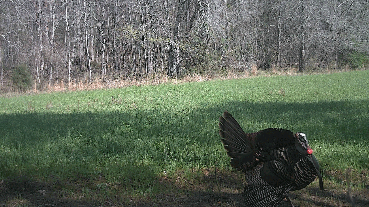 Best Food Plots for Turkeys