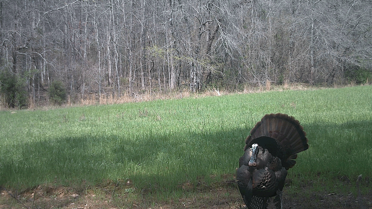 Best Food Plots for Turkeys