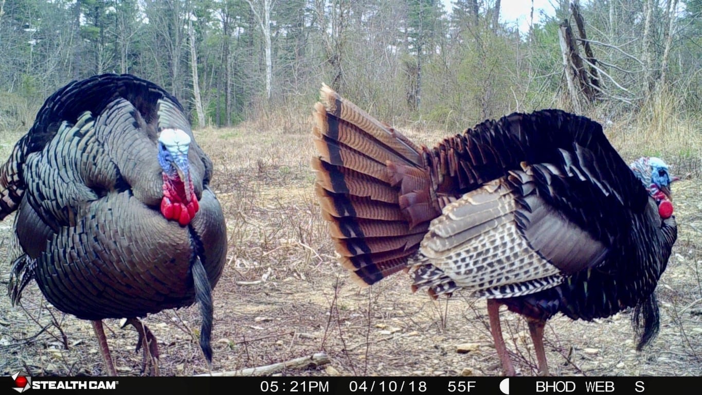 Bowhunting Turkeys in Indiana