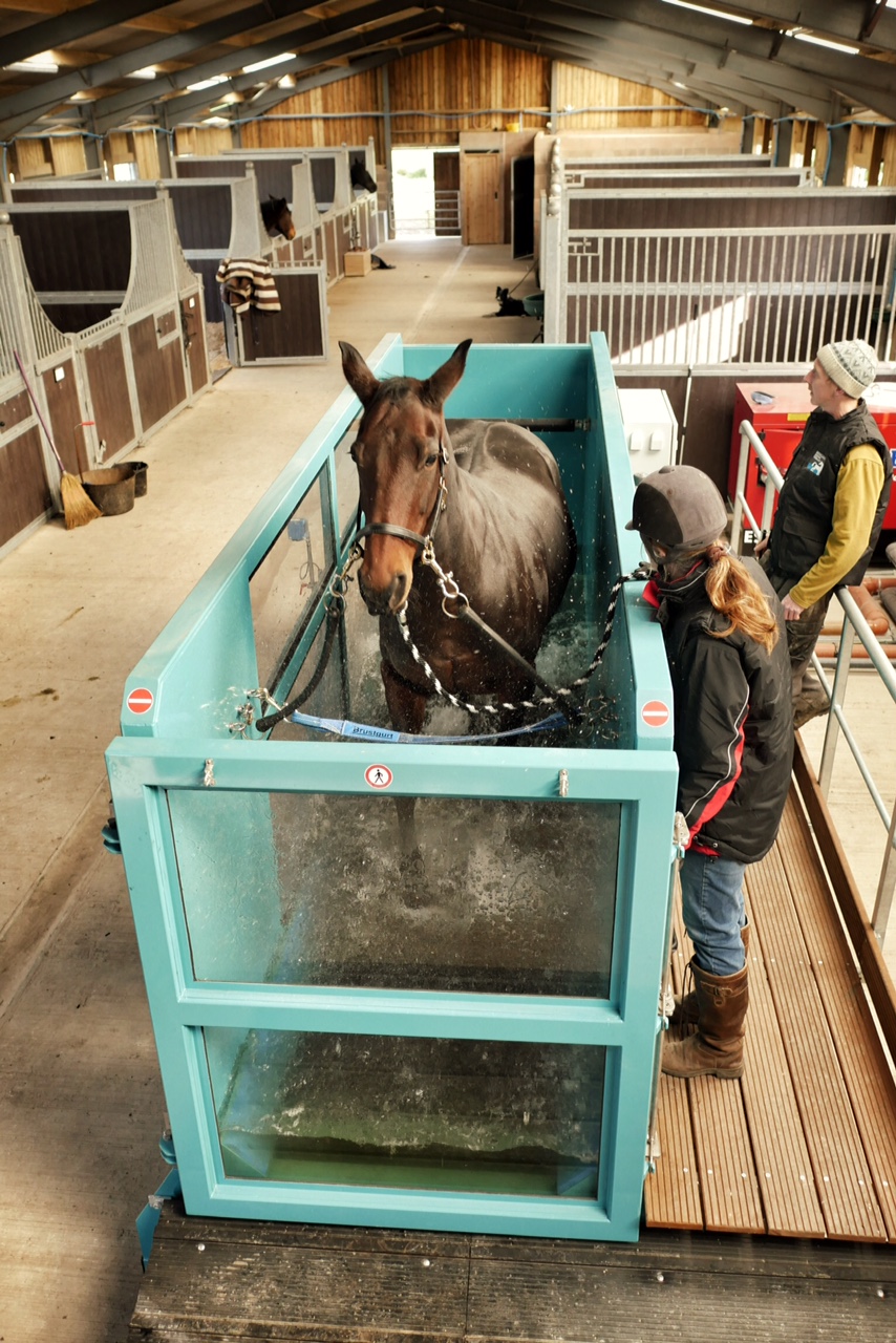 Water Treadmill Bowland Equine Therapy