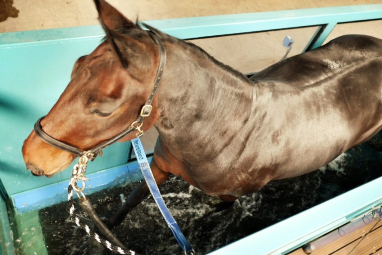Water Treadmill Bowland Equine Therapy