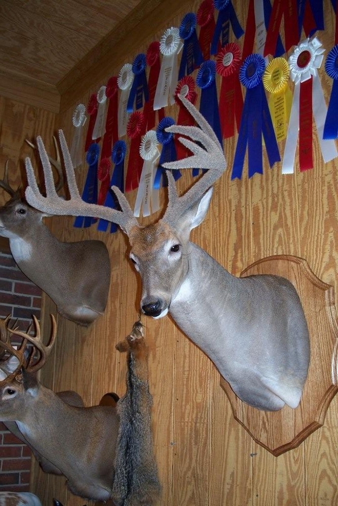 NC Taxidermist Whitetail Taxidermy Gallery Page 2 Bowmans Taxidermy