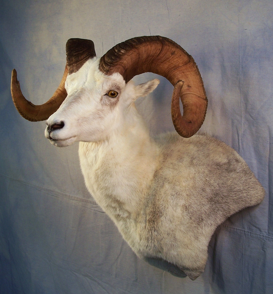 NC Taxidermist Game Head Taxidermy Gallery Bowmans Taxidermy North