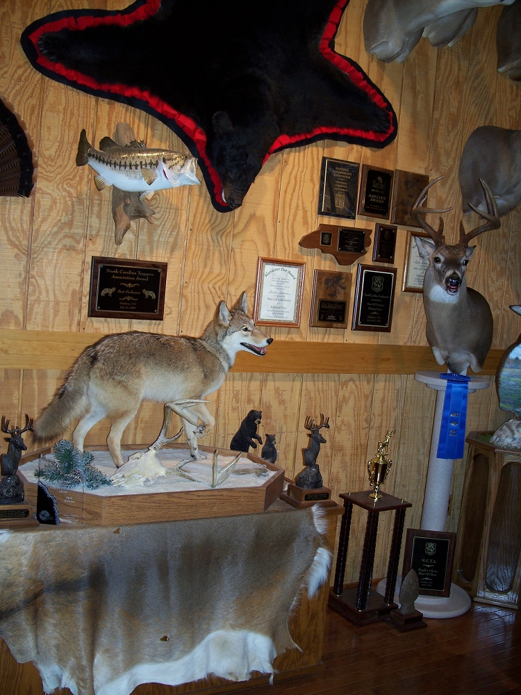 NC Taxidermist Showroom Gallery Bowmans Taxidermy North Carolina