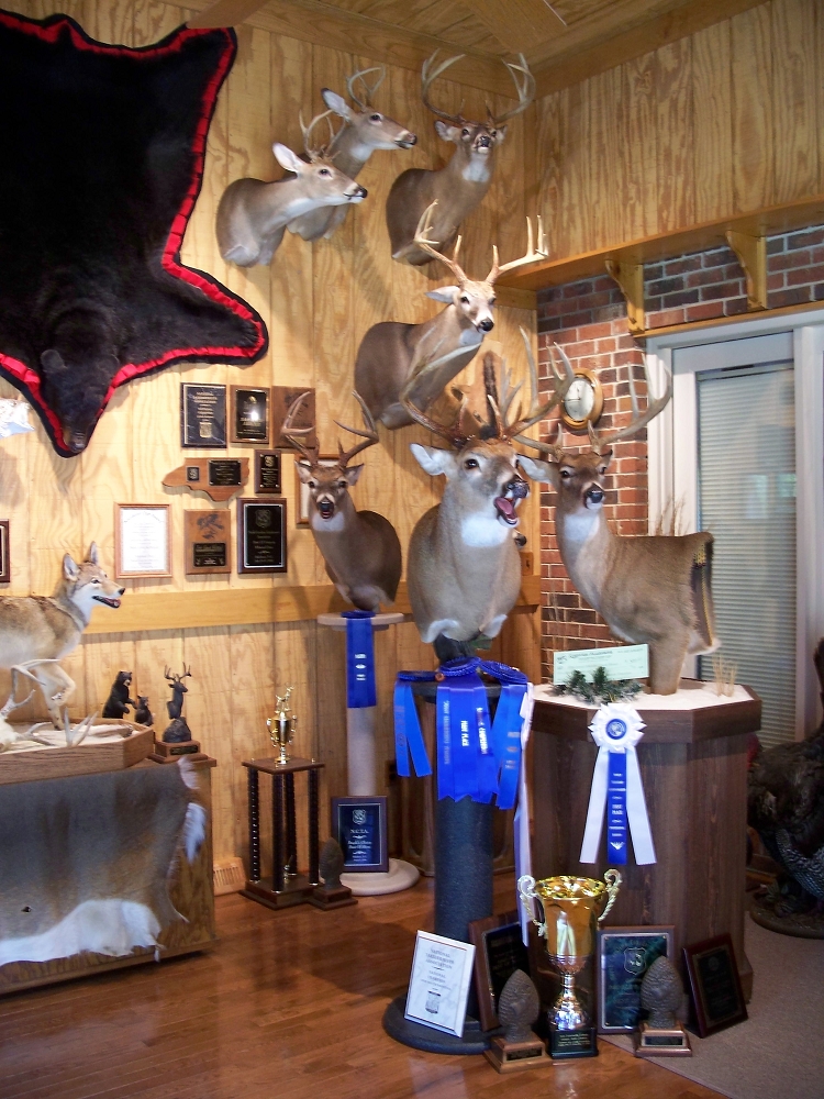NC Taxidermist Showroom Gallery Bowmans Taxidermy North Carolina