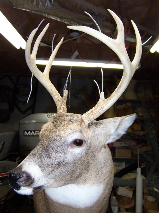 NC Taxidermist Taxidermy Gallery Bowmans Taxidermy North Carolina