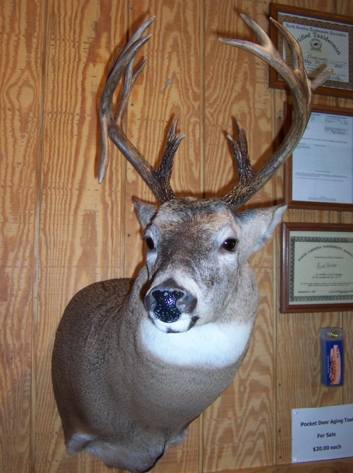NC Taxidermist Taxidermy Gallery Bowmans Taxidermy North Carolina