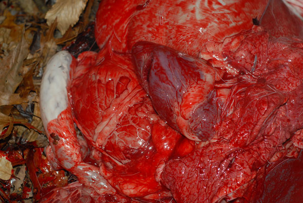 Interactive Bloodtrail Challenge 32 OMG! Brain Killer Edition