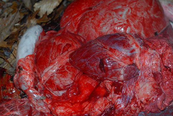 Interactive Bloodtrail Challenge 32 OMG! Brain Killer Edition
