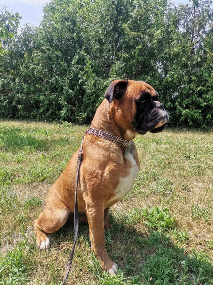 Fila, 4 Jahre » Boxer im Tierheim