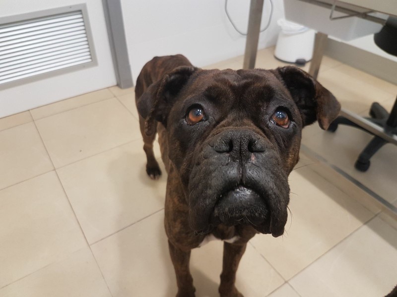 Unsere Patenboxer Boxerhilfe