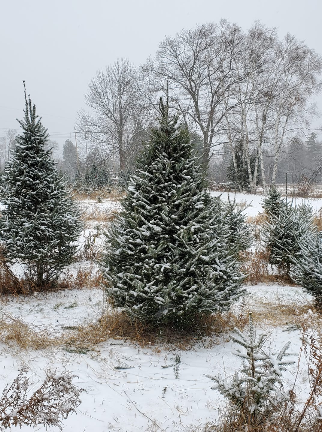 Maine’s Best Christmas Tree Farms 2022 Box Of Maine