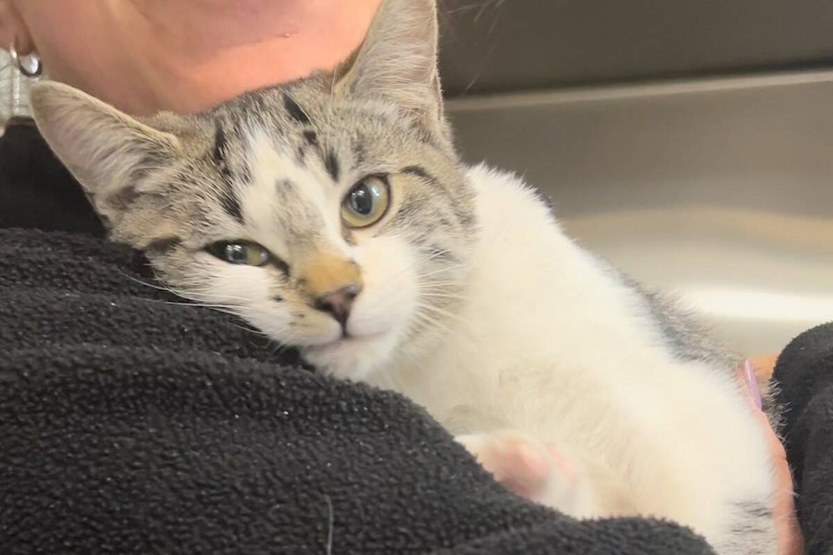 Found kitten in Kelowna on road to recovery Penticton Western News
